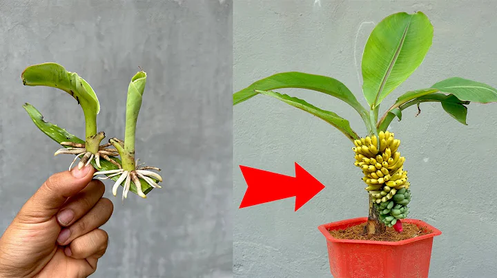 The fastest banana propagation technique using aloe vera, the plant grows super fast