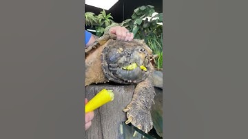 Giant Alligator Snapping Turtle Bites! #Shorts