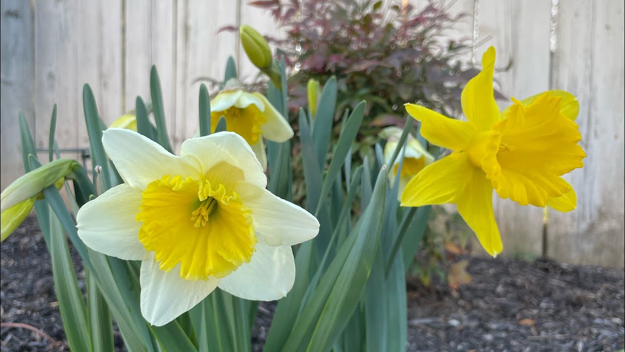Early Spring 2023 Garden State of Affairs - YouTube