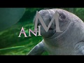 Capture de la vidéo Animus ~ Propagation ~ Robert Rich