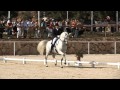 FUEGO DE CARDENAS Campeonato España Doma Clásica 2008 Kur Gran Premio