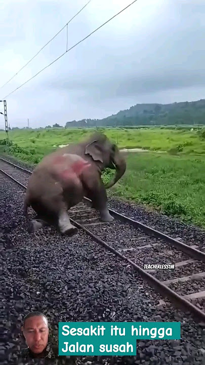 Gajah ketabrak kereta .. || kasian x g bisa jalan #shortsfeed #gajah #fyp