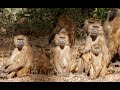 What is unique about Guinea baboons?
