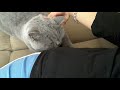 BRITISH Shorthair. Our relax and coffee time- 3 girls *cattery Calmcat British Shorthair