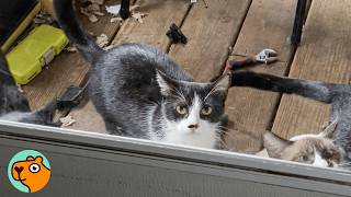 Couple Moves In and Finds Over 30 Abandoned Cats | Cuddle Buddies