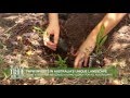 Plant a Tree for Me! Volunteering Day with FNPW Plant a Tree for Me! Volunteering Day with FNPW