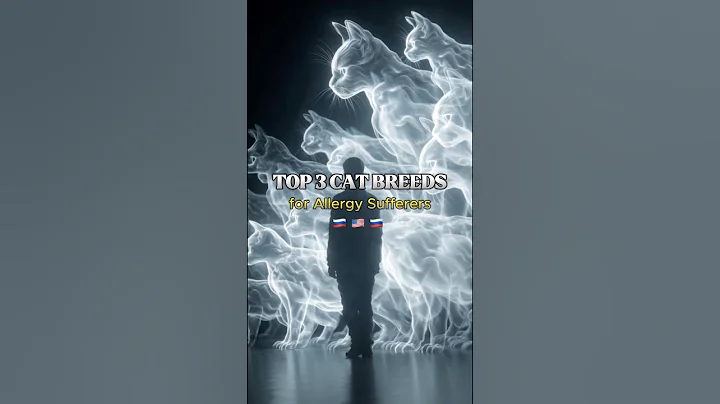 Video 11390091: siberian cat breed, fluffy siberian cat, cat first