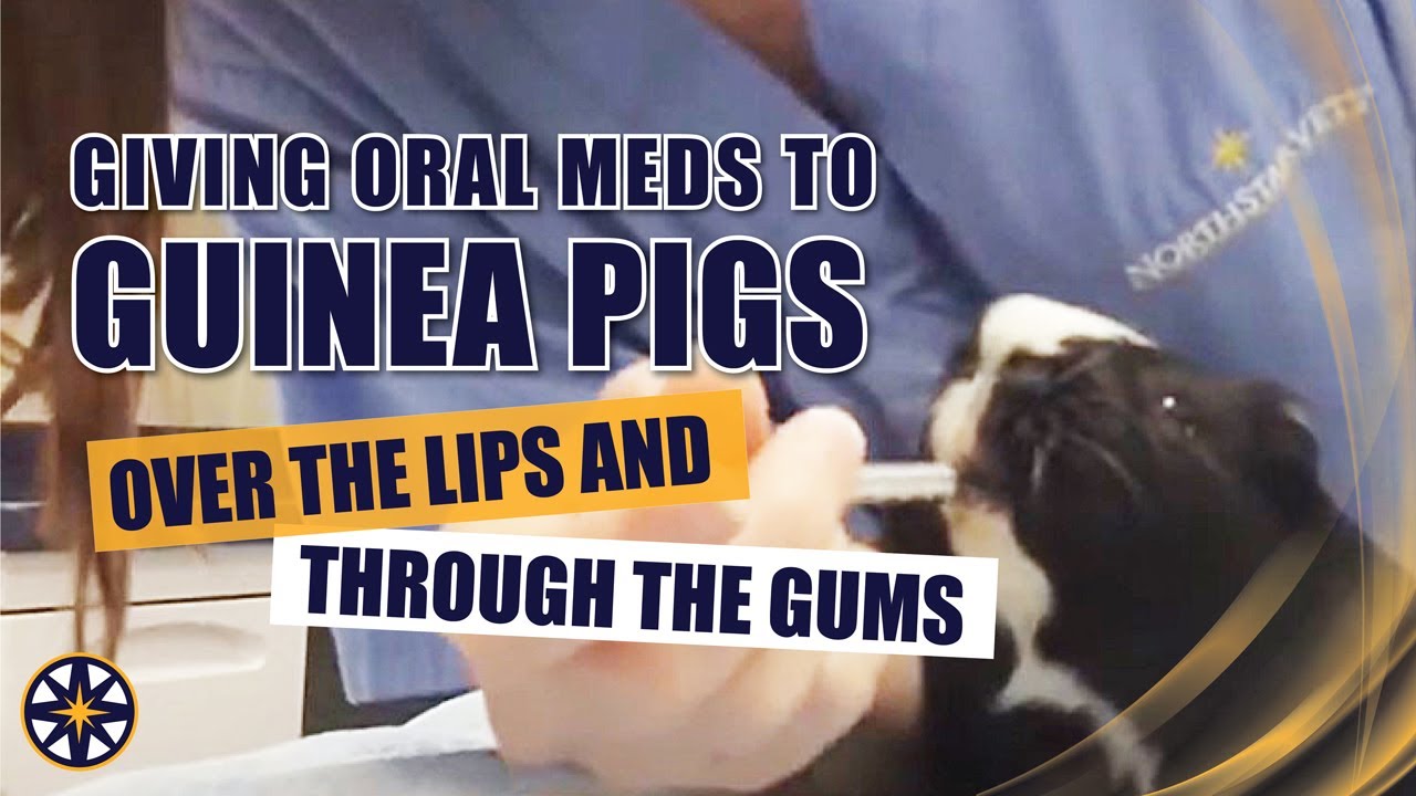 Image showcasing Giving Oral Medication to a Guinea Pig - YouTube