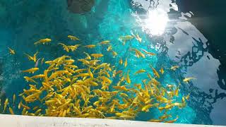 Mysterious Flock of Fish