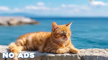 12 Hours Sleep Music for Cats 🐈 Calming Music for Cats No Ads ♬ Sleep Music for Anxious Cats