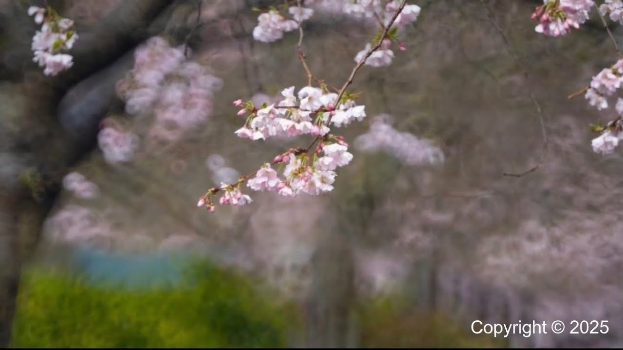 Hanami 花見 | Under The Sakura Tree
