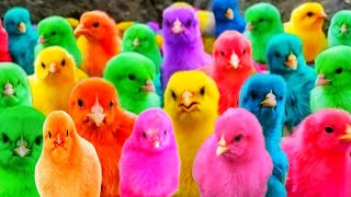 Catch Cute Chickens, Colorful Chickens, Rainbow Chicken, Rabbits, Cute Cats, Ducks, Animals Cute159