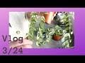 Vlog 324  on soccupe des hoya  besoin de conseils au jardin 