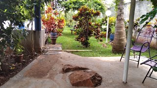 Mostrando Trepadeiras Lindas .Belas Demais .