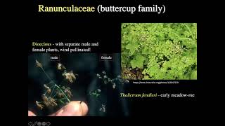 Field Botany: Basal Eudicots