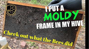 Will honeybees clean a moldy frame? | Beekeeping