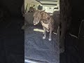 4Knines Split Cargo Liner Review | Waterproof SUV Dog Trunk Cover for Travel