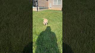 YELLOW/RED LAB PUPPIES - EXCELLENT PEDIGREE