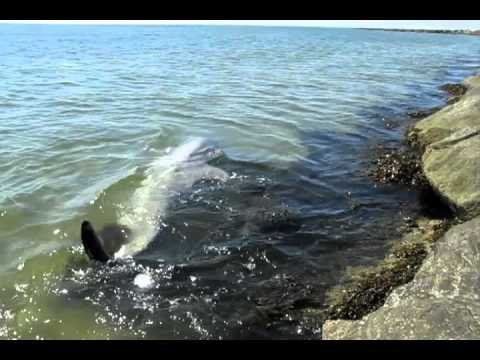 Dolphin battles jetty at West Dennis Beach
