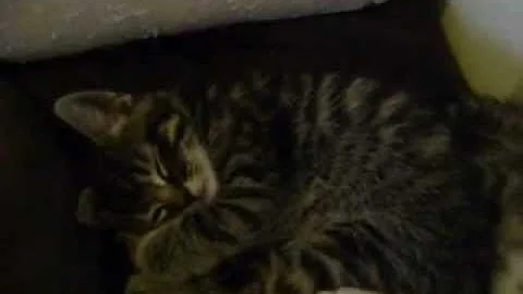 Watch the video about 6 kittens with stunning markings (BSH x Bengal x Abyssinian)