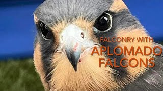 Falconry: APLOMADO FALCONS! Tips and advice