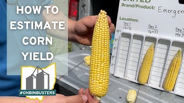 How To Estimate Corn Yield