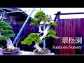 [4K] 夕方の盆栽翠松園