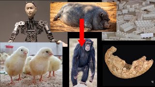 This Week In What Were They Thinking Xenotransplant, Cannibalism, Gmo Chicken, Lego & Tong Test