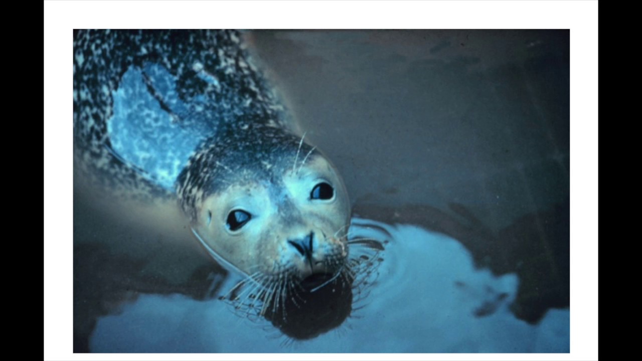 Nuuchahnulth Ehattesaht Language -  Fish and Sea Animal Words