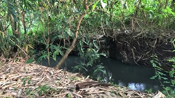 Bán 3.5 sào vườn chôm chôm thái view suối quanh năm mặt tiền nhựa bình ba châu đức vũng tàu(đã bán)