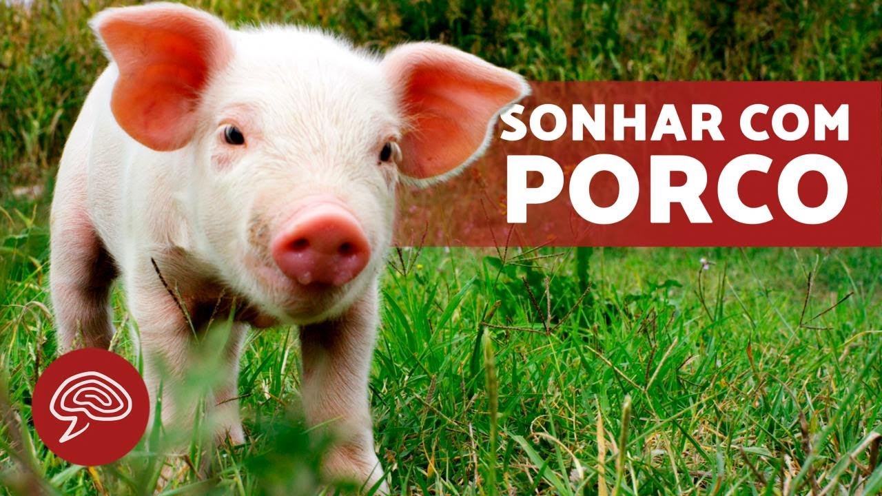 O que significa SONHAR com PORCOS 🐷💤 (SIGNIFICADO DOS SONHOS) - YouTube