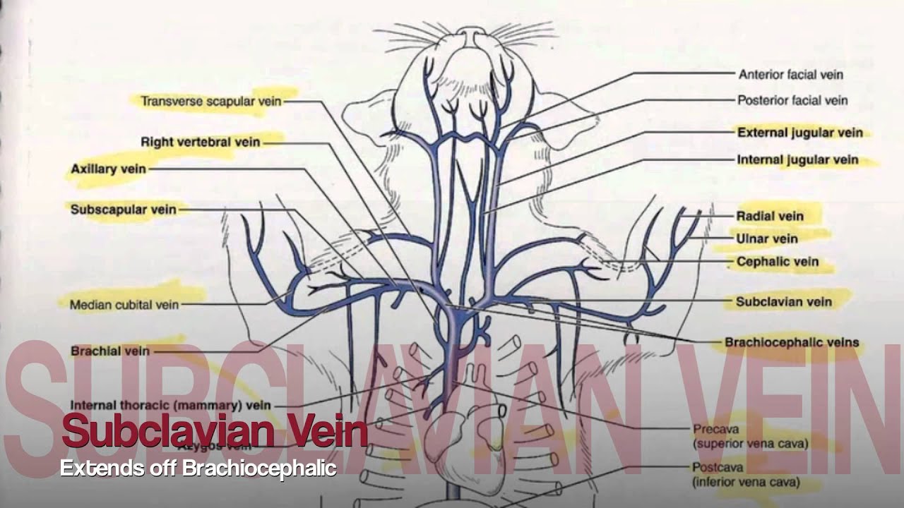Veins in Upper Body Tutorial - YouTube diagram of arm vessels 