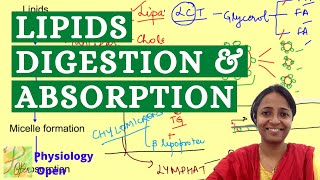 Digestion and absorption of lipids (fats) | Gastrointestinal system Physiology mbbs 1st year lecture