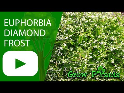 Euphorbia Diamond Frost - grow & care