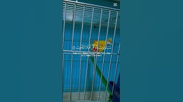 ياسر الدوسري في تلاوة خاشعة ما شاء الله #اكسبلور #استمع #المصحف #ترند