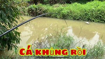 Câu Cá Rô Phi - Cá Mè Vinh Săn Được Cá Khủng Rồi | Fishing - Miền Tây