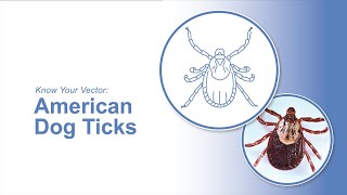 Know Your Vector: American Dog Ticks by Penn State Extension 151 views 3 months ago 2 minutes, 35 seconds