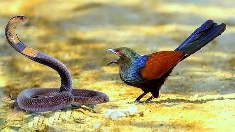 Bìm bịp loài mãnh điêu bắt và ăn cả rắn hổ mang