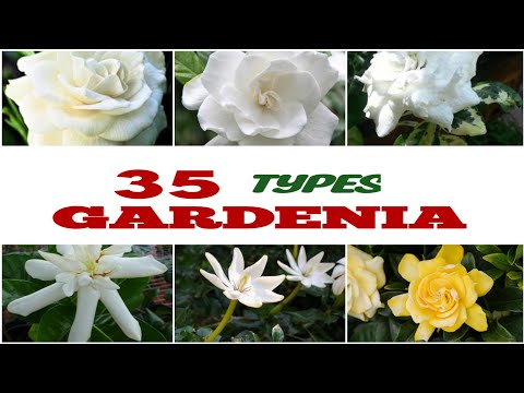 Video: Gemeenschappelijke Gardenia-variëteiten - Verschillende soorten Gardenia-struiken