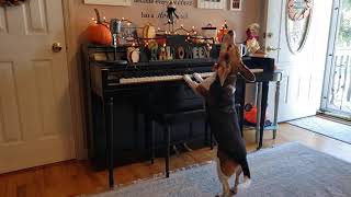 Happy Howlin' Howl-O-Ween! Feat. Buddy Mercury Piano Playing Beagle