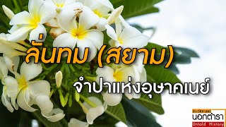 เปิดภูมิหลัง ลีลาวดี.. ลั่นทม(สยาม) จำปาแห่งอุษาคเนย์ I ประวัติศาสตร์นอกตำรา EP.128