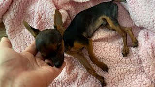 UMA PÉSSIMA NOTÍCIA, EU NÃO ESPERA SUA MORTE, MAIS UM MILAGRE ACONTECEU | PINSCHER FILHOTES