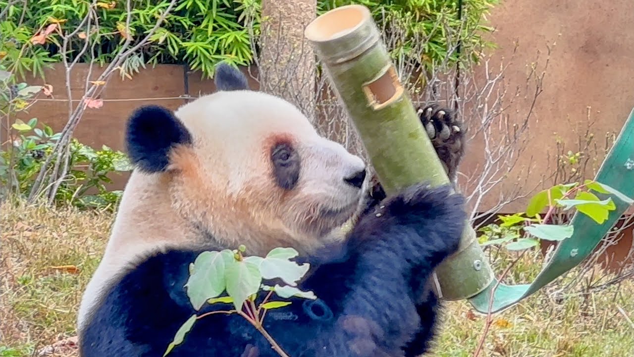 大量のおやつが入っている竹筒にレイちゃんが挑む‼️全部出して食べ