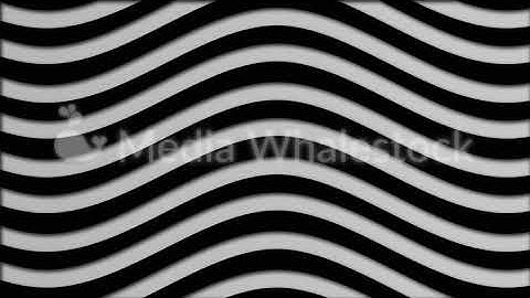 Graphic background of flowing lines in dynamic wave motion white on black, seamless loop. Animation