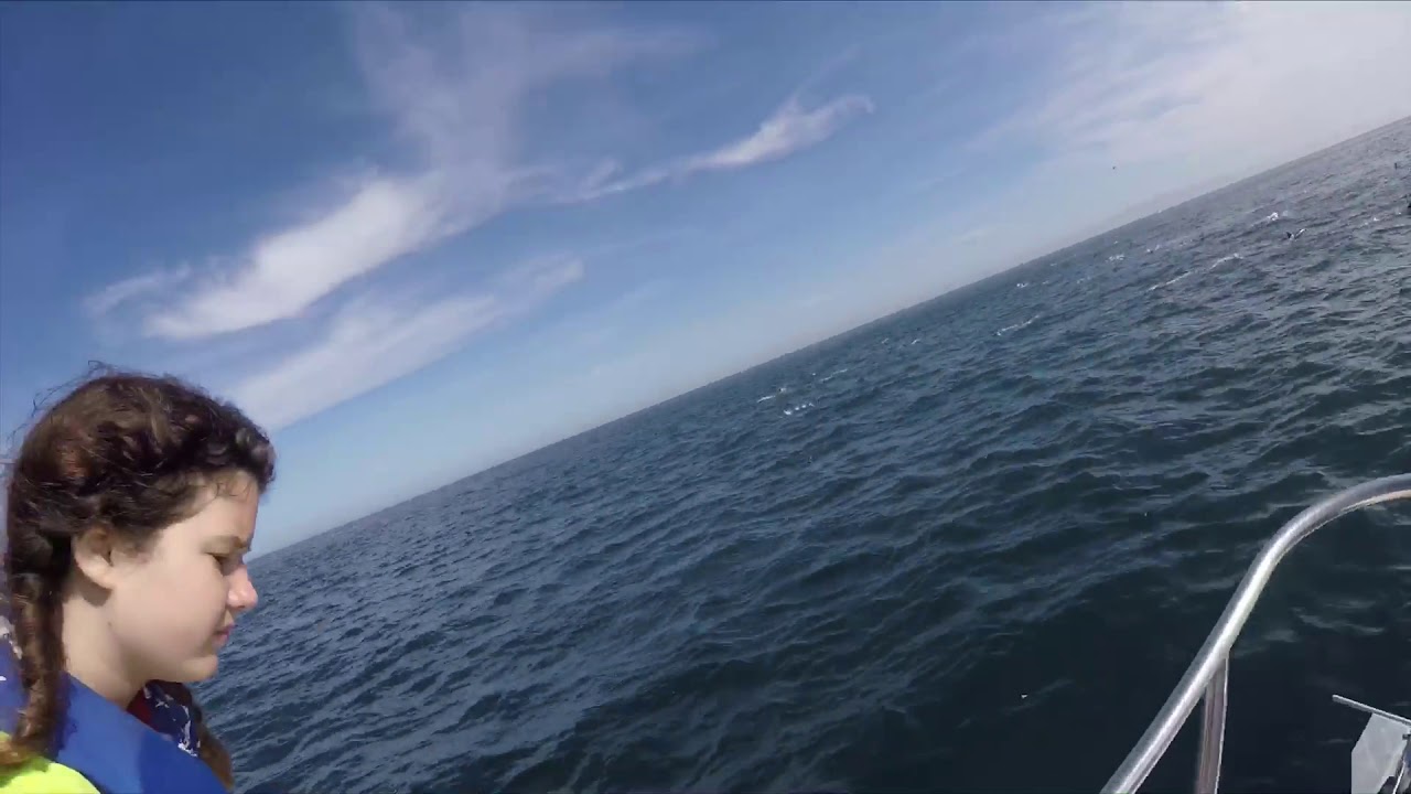 Dolphins playing with boat