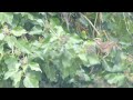 Redwings eating ivy berries / Rotdrosseln essen Efeubeeren