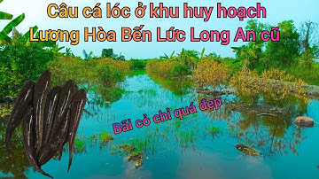 Tập 19 ✅ Câu cá lóc ở khu huy hoạch Lương Hòa Bến Lức Long An cũ 