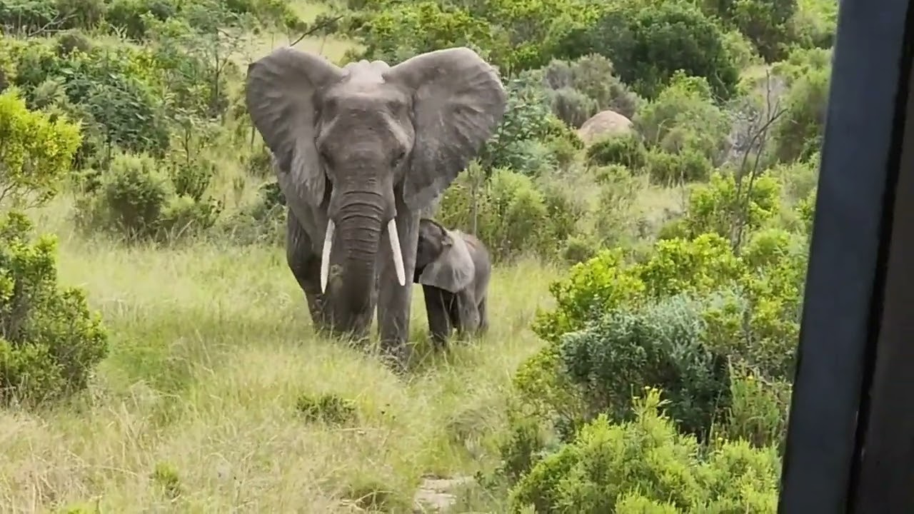 🦁 Safari in Sudafrica: emozioni forti al Kwantu Private Game Reserve