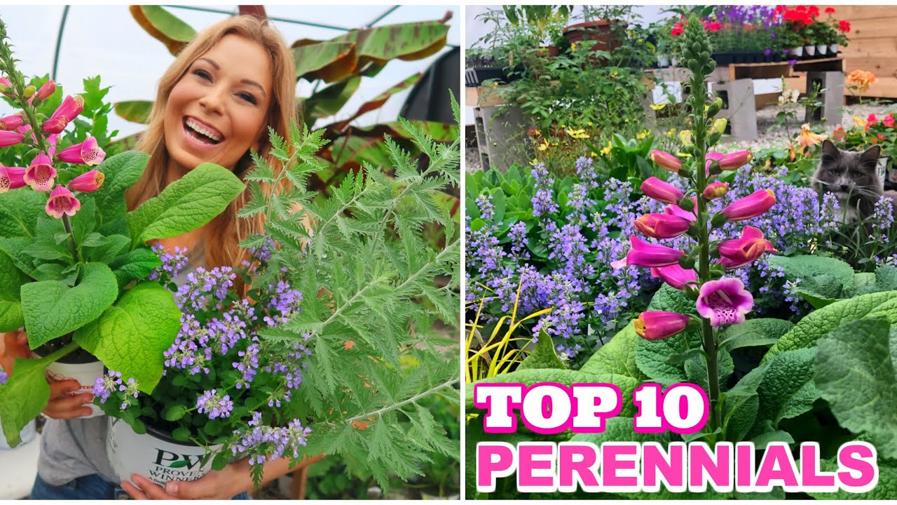 Top 10 Perennials Sunny Varieties We Are Excited to Grow This Year