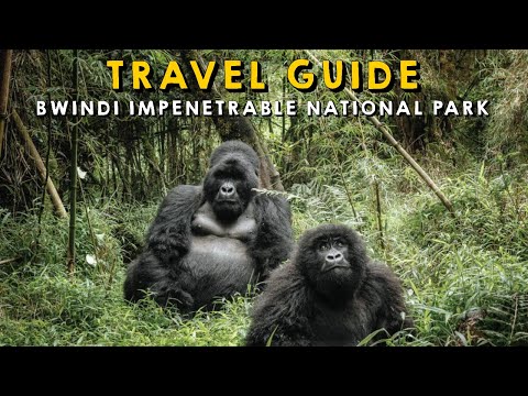 Video: Bwindi Impenetrable National Park: The Complete Guide